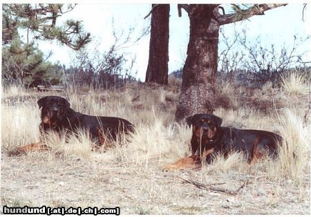 Rottweiler Hunde Foto 19014 Rottweiler schön