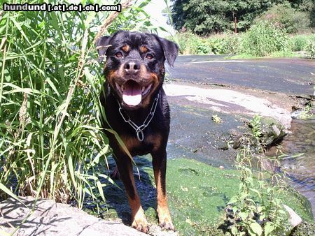 Rottweiler Hunde Foto 14824 in höherer Auflösung ansehen Rottweiler Mein Teddy-Rottweiler
