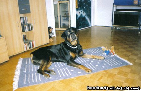 Rottweiler Hunde Foto 11076 Rottweiler