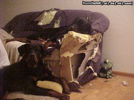 Rottweiler Hunde Foto 22725 Rottweiler du, lasst uns nie wieder allein!!!