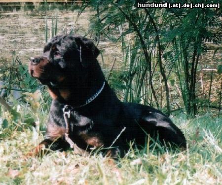 Rottweiler Hunde Foto 19018 Rottweiler elegant