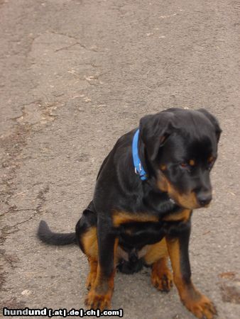 Rottweiler Hunde Foto 9750 Rottweiler Tino 7 Monate