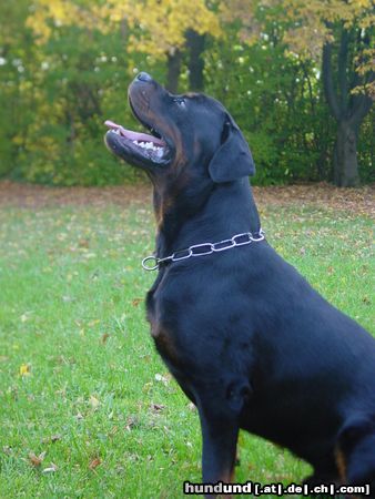 Rottweiler Hunde Foto 16227 in höherer Auflösung ansehen Rottweiler Tino bei der Arbeit