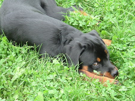 Rottweiler Hunde Foto 28665 Rottweiler ICH?? Kampfhund?? ;-)i