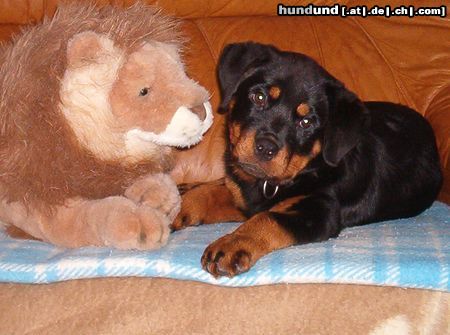 Rottweiler Hunde Foto 20423 Rottweiler Bin ich nicht Süss ?
