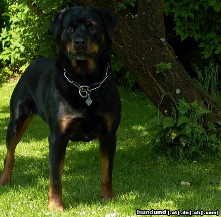 Rottweiler Hunde Foto 11389 Rottweiler Wo ist die Katze? (2)