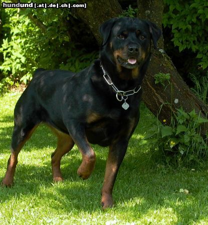 Rottweiler Hunde Foto 11388 Rottweiler Wo ist die Katze? (1)