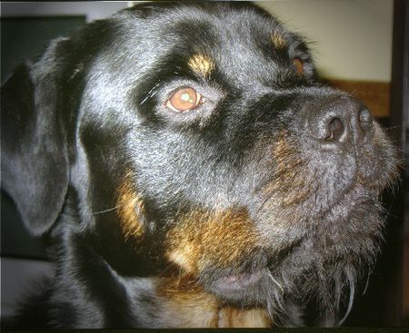 Rottweiler Hunde Foto 34713 Rottweiler Krieg ich wohl was?