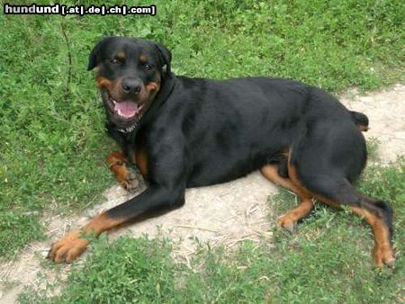Rottweiler Hunde Foto 44270 in höherer Auflösung ansehen Rottweiler zeus(mein baby aus dem tierheim)
