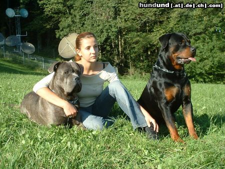 Rottweiler Noah und Neo und Zino