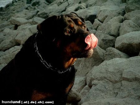 Rottweiler Hunde Foto 10443 Rottweiler Andra vom Bislicher Damm