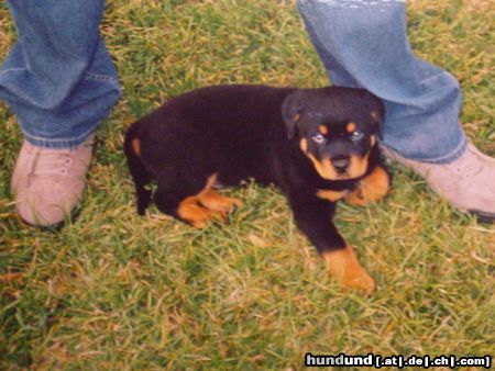 Rottweiler Hunde Foto 15520 Rottweiler hier fühle ich mich sicher! (Tino mit 7 1/2 Wochen)
