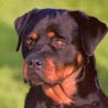 Rottweiler, Rottweiler Metzgerhund