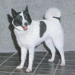 Russisch-Europäischer Laika Hunde Foto 136 Russisch-Europäischer Laika