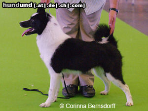 Russisch-Europäischer Laika Hunde Foto 46908 in höherer Auflösung ansehen Russisch-Europäischer Laika aufgenommen auf der Welthundeausstellung 2011 in Paris