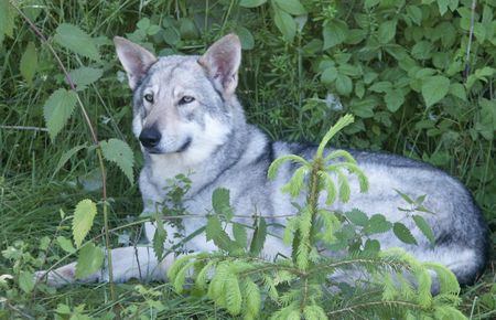 Saarlooswolfhund Hunde Foto 1101 Saarlooswolfhund Saarlooswolfhond