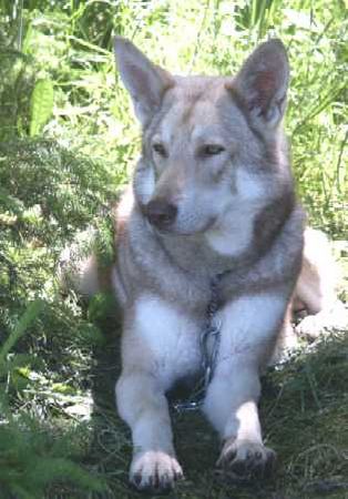 Saarlooswolfhund Hunde Foto 1102 Saarlooswolfhund Andra - Gina