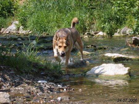 Saarlooswolfhund