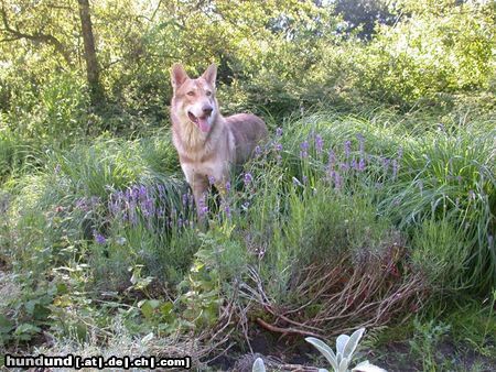 Saarlooswolfhund Hunde Foto 6911 Saarlooswolfhund Amacho Axel de Louba tar