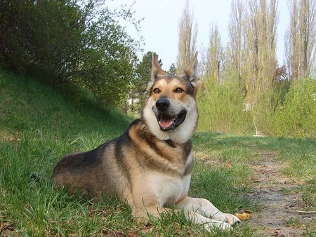 Saarlooswolfhund Mein Liebling