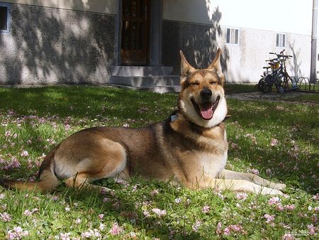 Saarlooswolfhund Alles Liebe zum Muttertag