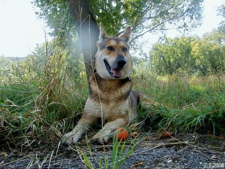 Saarlooswolfhund