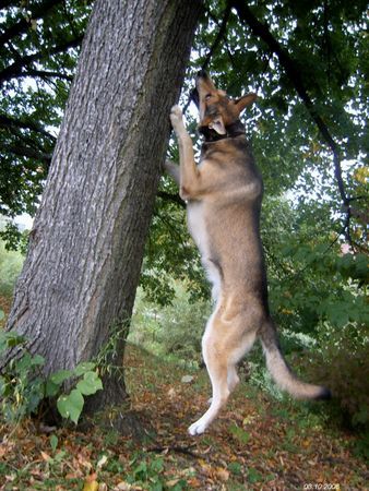 Saarlooswolfhund Hunde Foto 34683 Saarlooswolfhund
