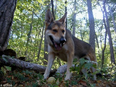 Saarlooswolfhund