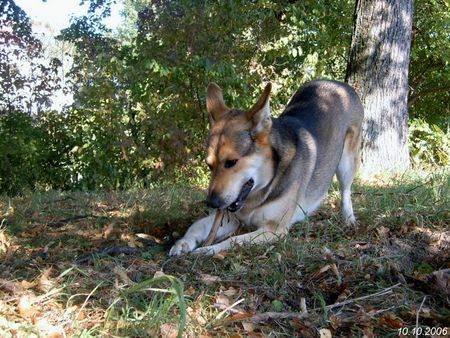 Saarlooswolfhund