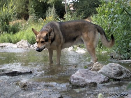 Saarlooswolfhund SEHT NUR WIE GEFÄHRLICH ICH BIN.