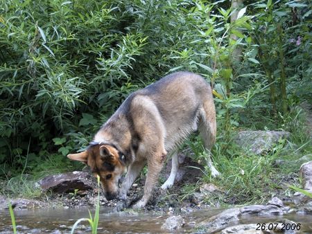 Saarlooswolfhund