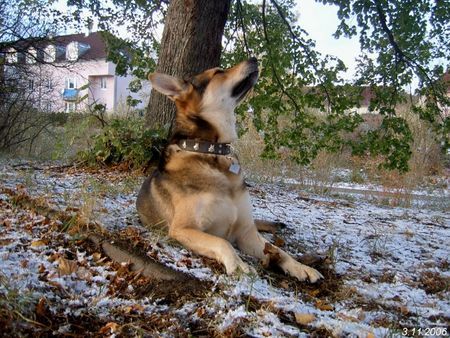 Saarlooswolfhund