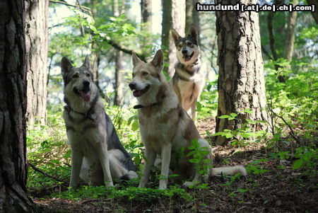 Saarlooswolfhund Wir warten auf's Rotkäppchen :-)