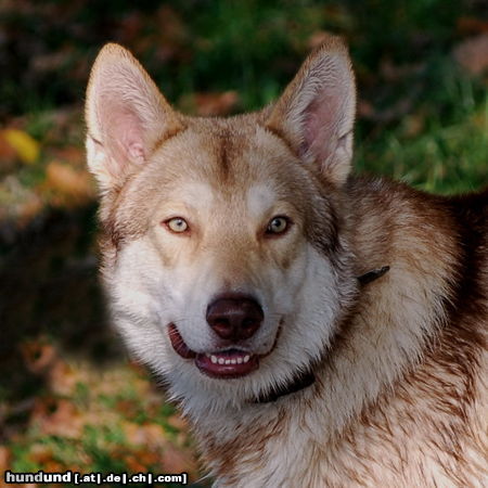 Saarlooswolfhund Jacko