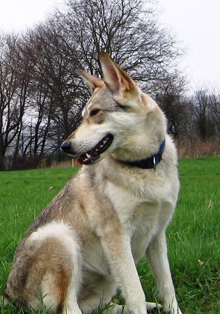 Saarlooswolfhund Hunde Foto 37650 in höherer Auflösung ansehen Saarlooswolfhund Wo ist mein Mäuschen ?