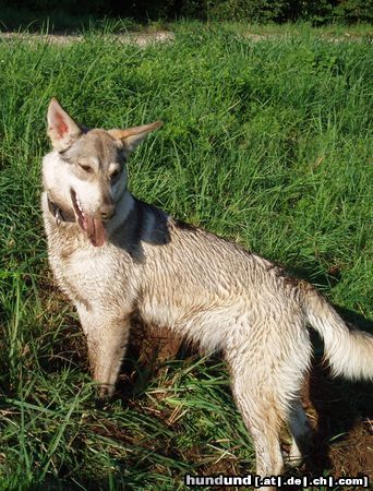 Saarlooswolfhund Mäuschen, wo bist Du??