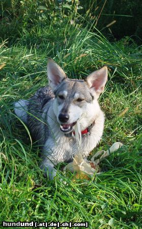 Saarlooswolfhund Hmmmhh, lecker, so ein Maiskolben.......