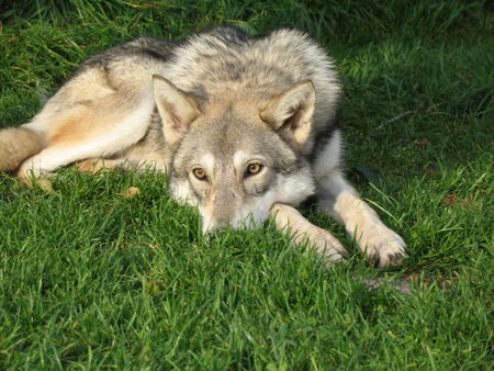 Saarlooswolfhund Hunde Foto 34960 in höherer Auflösung ansehen Saarlooswolfhund