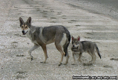 Saarlooswolfhund Mutter & kind 