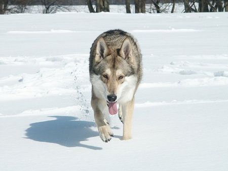 Saarlooswolfhund Schnee
