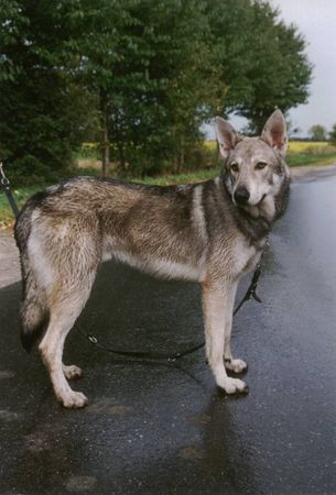 Saarlooswolfhund Hunde Foto 1199 Saarlooswolfhund Bautz Balsac Lúcas Du Bois