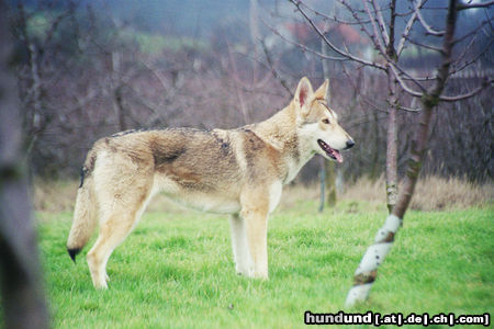 Saarlooswolfhund Oishani Othari v. Koekie's Ranch alias Shani