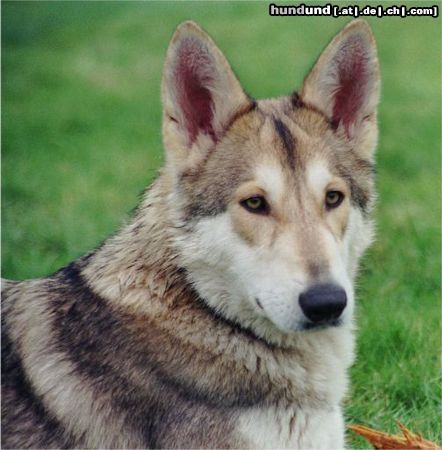 Saarlooswolfhund Oishani Othari v. Koekie\'s Ranch alias Shani