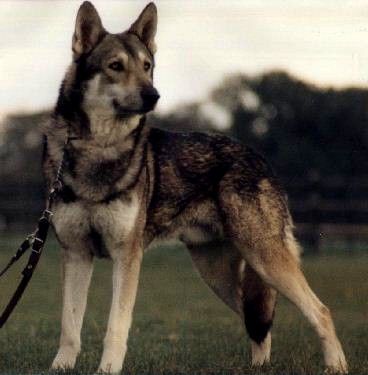 Saarlooswolfhund Hunde Foto 1582 Saarlooswolfhund Lucky Luck Zwart van Helmond