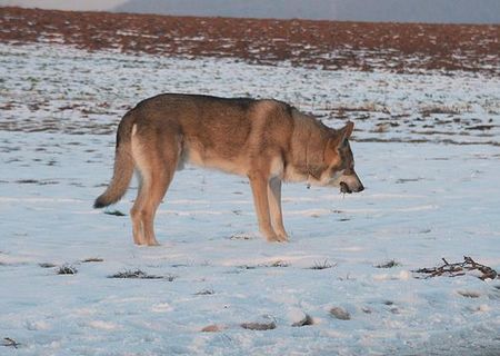 Saarlooswolfhund Mausen!