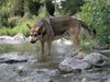Saarlooswolfhund Hund