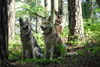 Saarlooswolfhund Foto: Wir warten auf's Rotkäppchen :-) (ID 46498) Saarlooswolfhund Hund