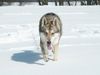 Saarlooswolfhund Hund