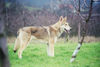 Saarlooswolfhund Foto: Oishani Othari v. Koekie's Ranch alias Shani (ID 44807) Saarlooswolfhund Hund