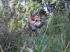 Saarlooswolfhund Foto (ID 42344) Saarlooswolfhund Hund